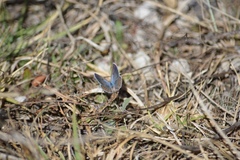 Icaricia lupini texanus