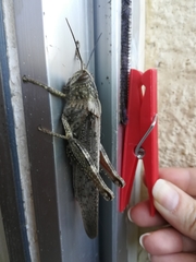 Anacridium aegyptium