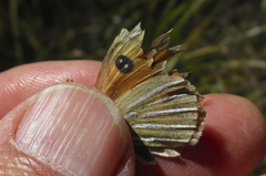 Argyrophenga janitae