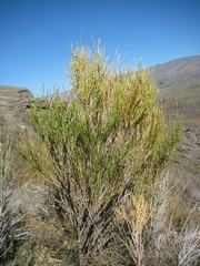 Carmichaelia compacta