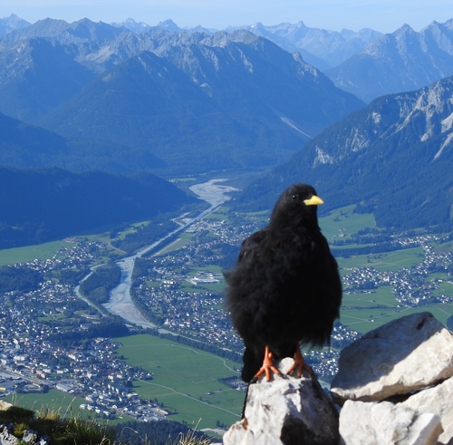 Yellow-billed Chough