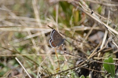 Icaricia lupini texanus