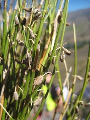 Carmichaelia compacta