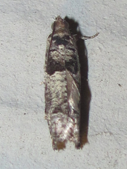 Pseudexentera knudsoni
