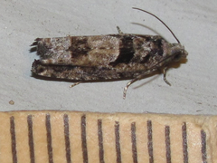 Pseudexentera hodsoni