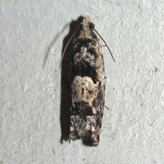 Pseudexentera hodsoni