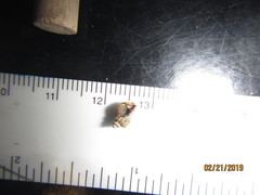 Acanthinucella spirata