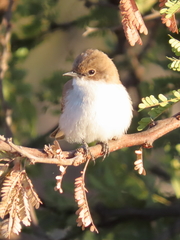 Marico Flycatcher photo 4