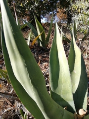 Agave mapisaga