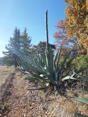 Agave mapisaga