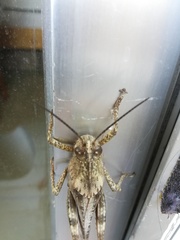 Anacridium aegyptium