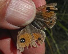 Argyrophenga janitae