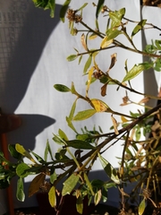 Baccharis heterophylla