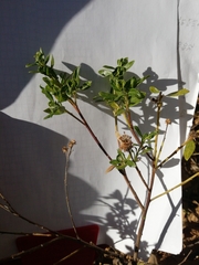 Baccharis heterophylla