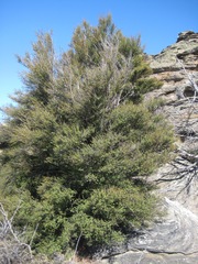 Kunzea serotina