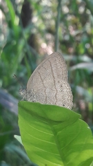 Paryphthimoides poltys