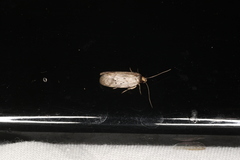 Oecophorinae