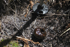 Powelliphanta