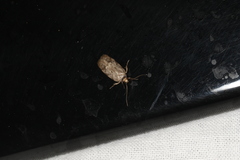 Oecophorinae