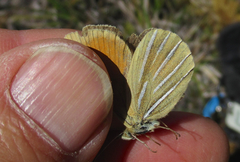 Argyrophenga janitae