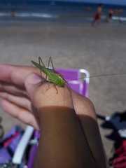 Conocephalus longipes