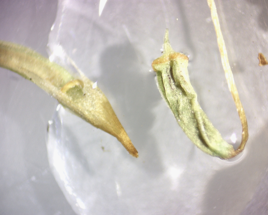 Ohio Haircap Moss from Odenton, MD, USA on May 19, 2021 at 10:25 AM by ...