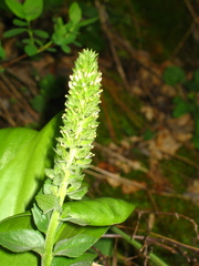 Veronica wyomingensis