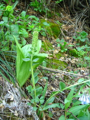 Veronica wyomingensis