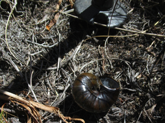 Powelliphanta