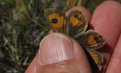Argyrophenga janitae