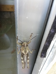 Anacridium aegyptium