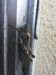 Anacridium aegyptium