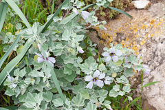 Malva subovata
