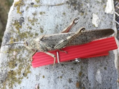 Anacridium aegyptium