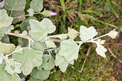 Malva subovata