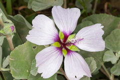 Malva subovata