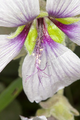 Malva subovata
