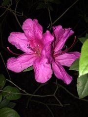 Rhododendron ponticum