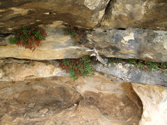 Pellaea glabella occidentalis