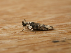 Ardozyga sodalisella