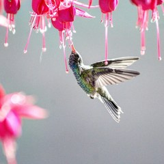 Cynanthus latirostris