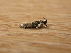 Ardozyga sodalisella