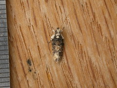 Ardozyga sodalisella