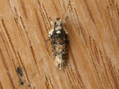 Ardozyga sodalisella