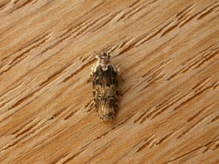 Ardozyga sodalisella