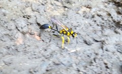 Sceliphron fistularium