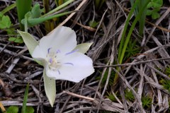 Calochortus minimus