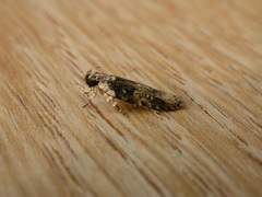 Ardozyga sodalisella