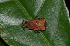 Hesus acuminatus