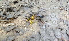 Sceliphron fistularium